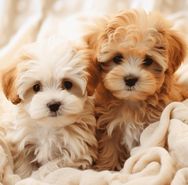 les MALTIPOO