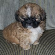 Les ShihTzu