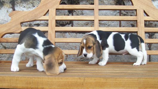 les Beagles Elisabeth